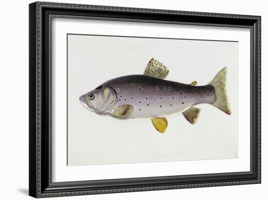 Watercolour of a Trout, Early 19th Century-Sarah Bowdich-Framed Giclee Print