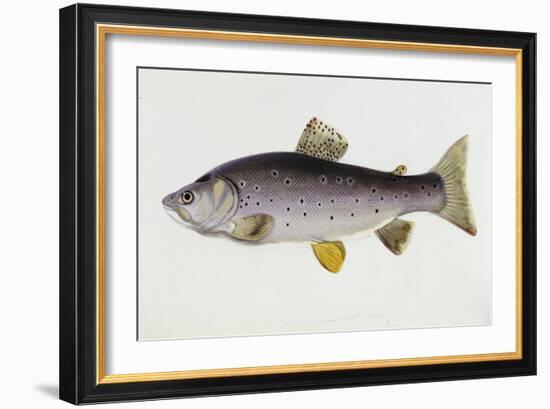 Watercolour of a Trout, Early 19th Century-Sarah Bowdich-Framed Giclee Print