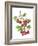 Watercolour painting of Common hawthorn berries-Linda Pitkin-Framed Photographic Print