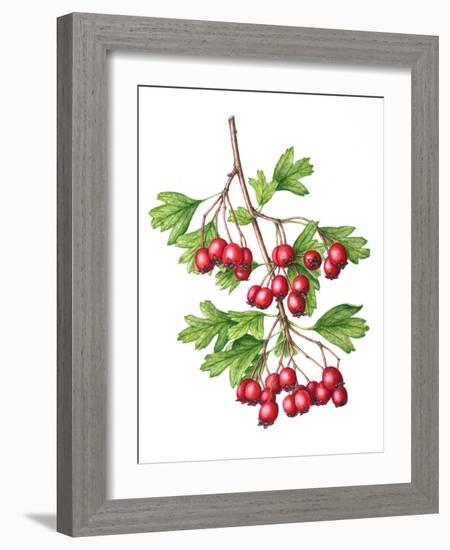 Watercolour painting of Common hawthorn berries-Linda Pitkin-Framed Photographic Print