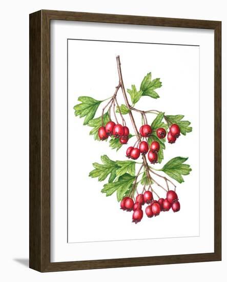 Watercolour painting of Common hawthorn berries-Linda Pitkin-Framed Photographic Print