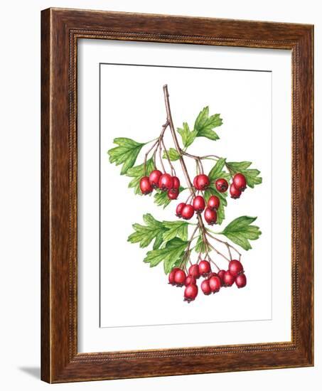 Watercolour painting of Common hawthorn berries-Linda Pitkin-Framed Photographic Print
