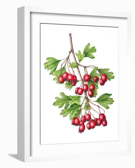 Watercolour painting of Common hawthorn berries-Linda Pitkin-Framed Photographic Print