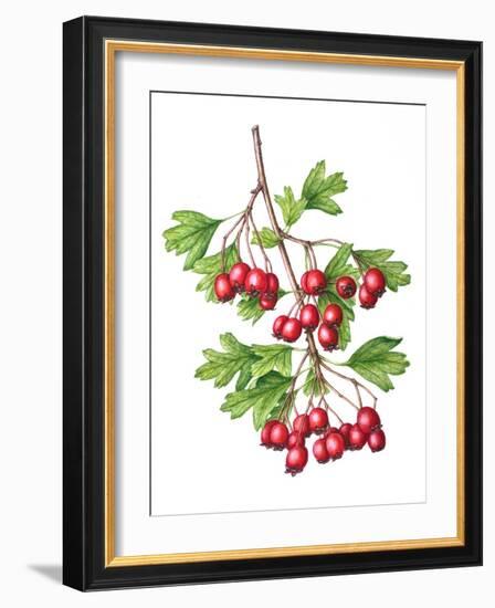 Watercolour painting of Common hawthorn berries-Linda Pitkin-Framed Photographic Print