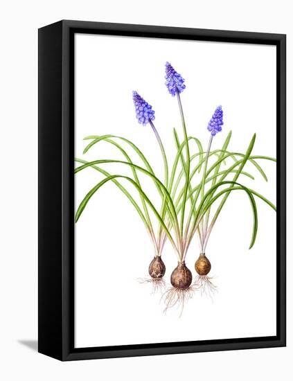 Watercolour painting of Grape hyacinth-Linda Pitkin-Framed Premier Image Canvas