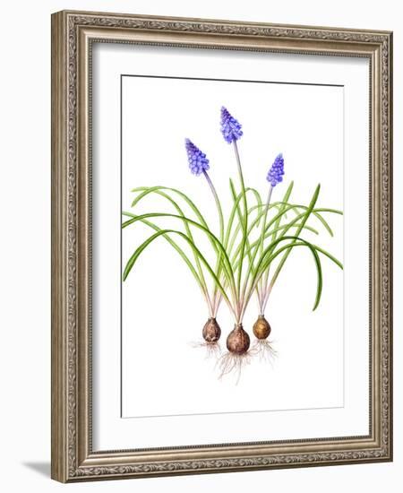 Watercolour painting of Grape hyacinth-Linda Pitkin-Framed Photographic Print