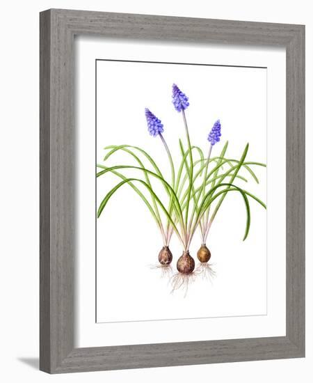 Watercolour painting of Grape hyacinth-Linda Pitkin-Framed Photographic Print