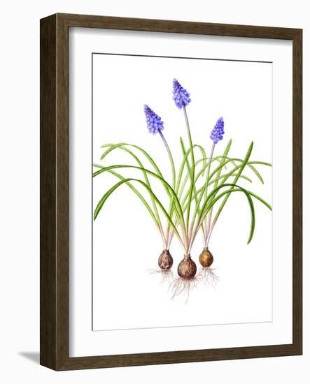 Watercolour painting of Grape hyacinth-Linda Pitkin-Framed Photographic Print