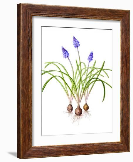 Watercolour painting of Grape hyacinth-Linda Pitkin-Framed Photographic Print
