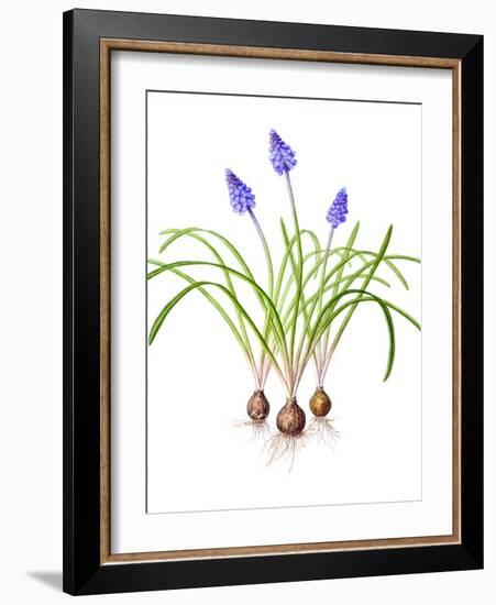 Watercolour painting of Grape hyacinth-Linda Pitkin-Framed Photographic Print