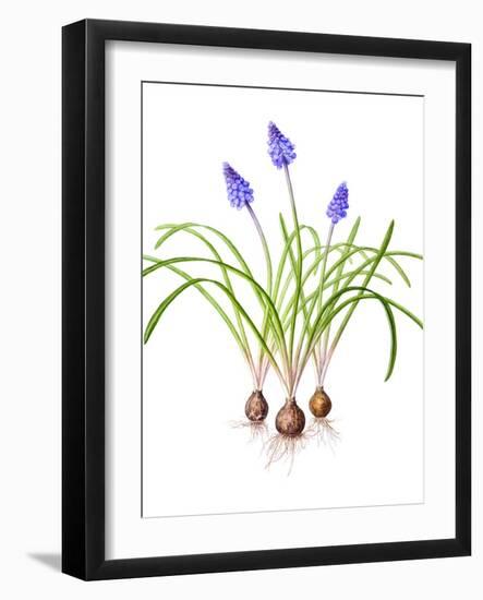 Watercolour painting of Grape hyacinth-Linda Pitkin-Framed Photographic Print