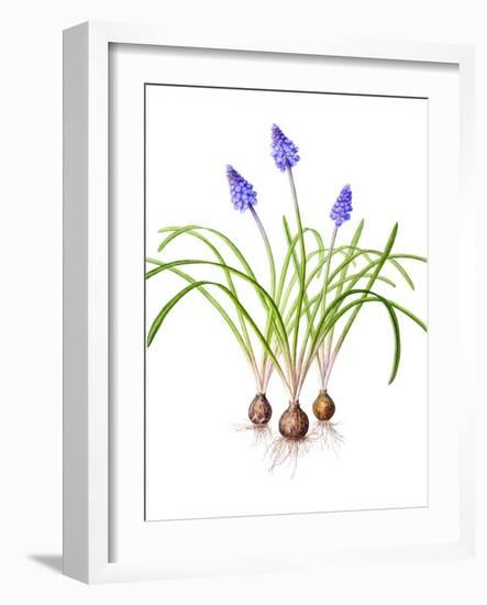 Watercolour painting of Grape hyacinth-Linda Pitkin-Framed Photographic Print