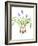 Watercolour painting of Grape hyacinth-Linda Pitkin-Framed Photographic Print