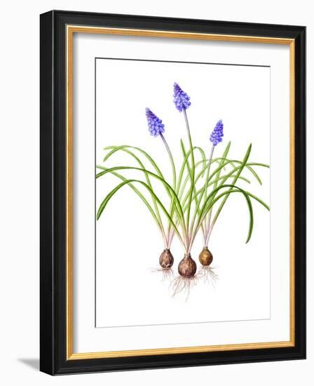 Watercolour painting of Grape hyacinth-Linda Pitkin-Framed Photographic Print