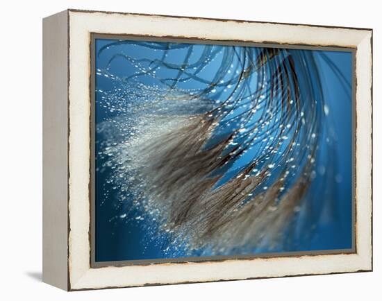 Waterdance-Ursula Abresch-Framed Premier Image Canvas