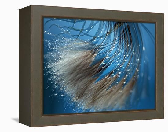 Waterdance-Ursula Abresch-Framed Premier Image Canvas