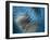 Waterdance-Ursula Abresch-Framed Photographic Print