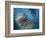 Waterdance-Ursula Abresch-Framed Photographic Print