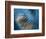 Waterdance-Ursula Abresch-Framed Photographic Print