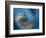 Waterdance-Ursula Abresch-Framed Photographic Print