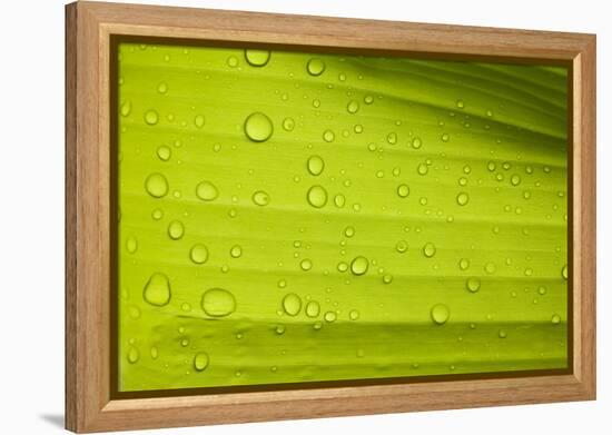 Waterdrops on a Banana Leaf after a Short Rain Burst. Andes Mountains, Peru-Justin Bailie-Framed Premier Image Canvas