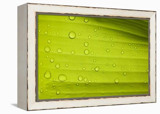 Waterdrops on a Banana Leaf after a Short Rain Burst. Andes Mountains, Peru-Justin Bailie-Framed Premier Image Canvas