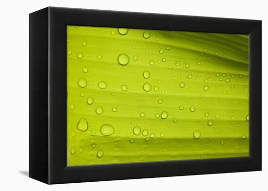 Waterdrops on a Banana Leaf after a Short Rain Burst. Andes Mountains, Peru-Justin Bailie-Framed Premier Image Canvas