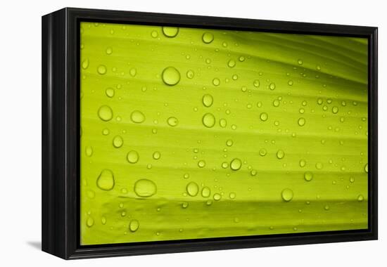 Waterdrops on a Banana Leaf after a Short Rain Burst. Andes Mountains, Peru-Justin Bailie-Framed Premier Image Canvas