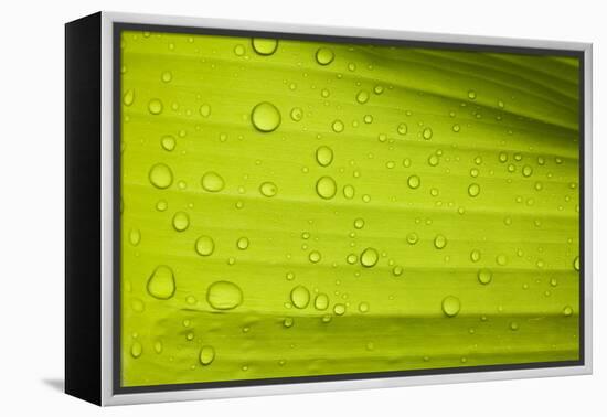 Waterdrops on a Banana Leaf after a Short Rain Burst. Andes Mountains, Peru-Justin Bailie-Framed Premier Image Canvas