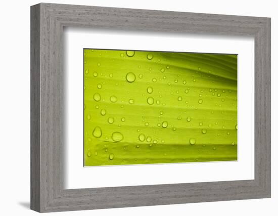 Waterdrops on a Banana Leaf after a Short Rain Burst. Andes Mountains, Peru-Justin Bailie-Framed Photographic Print