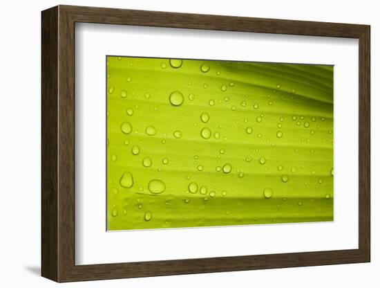 Waterdrops on a Banana Leaf after a Short Rain Burst. Andes Mountains, Peru-Justin Bailie-Framed Photographic Print