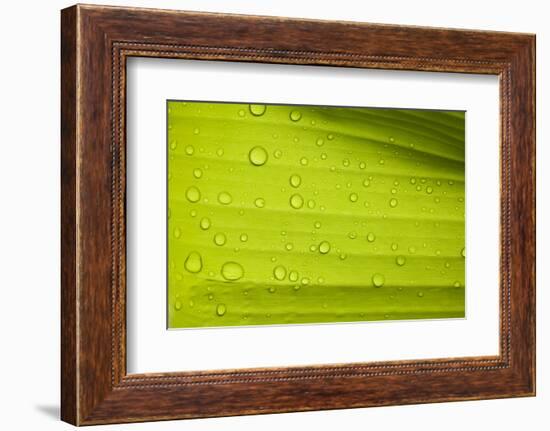 Waterdrops on a Banana Leaf after a Short Rain Burst. Andes Mountains, Peru-Justin Bailie-Framed Photographic Print