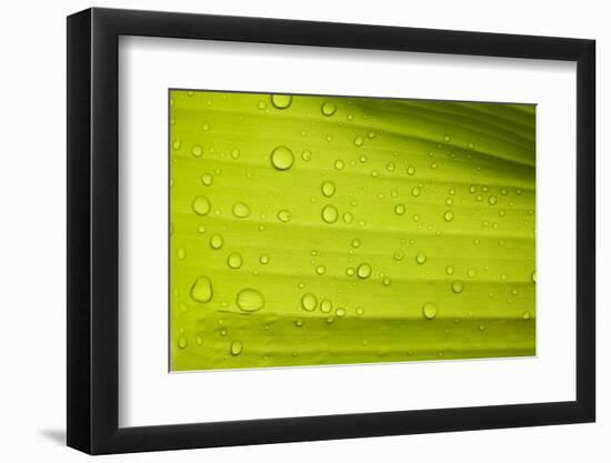 Waterdrops on a Banana Leaf after a Short Rain Burst. Andes Mountains, Peru-Justin Bailie-Framed Photographic Print