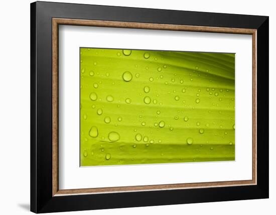 Waterdrops on a Banana Leaf after a Short Rain Burst. Andes Mountains, Peru-Justin Bailie-Framed Photographic Print