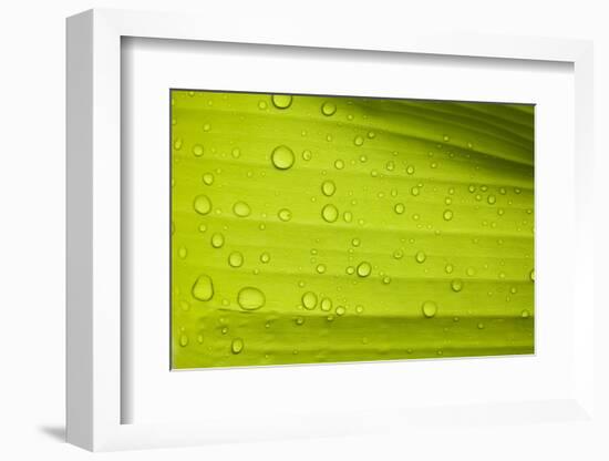 Waterdrops on a Banana Leaf after a Short Rain Burst. Andes Mountains, Peru-Justin Bailie-Framed Photographic Print