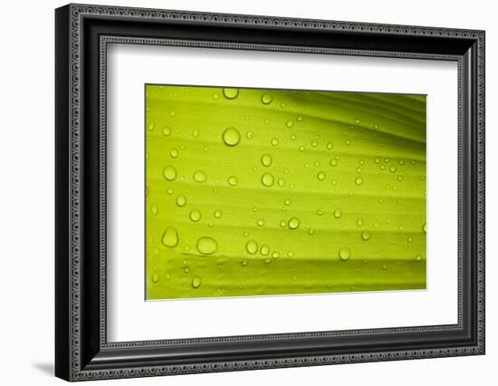 Waterdrops on a Banana Leaf after a Short Rain Burst. Andes Mountains, Peru-Justin Bailie-Framed Photographic Print