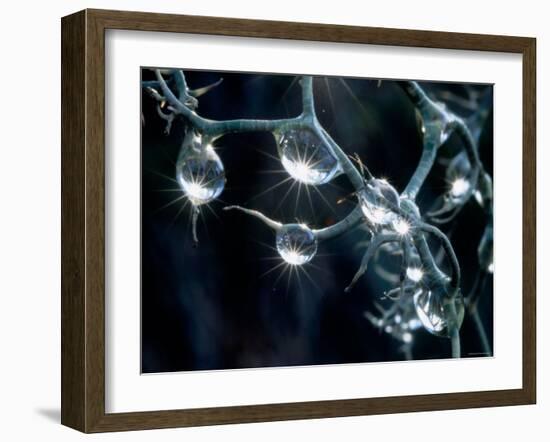 Waterdrops-null-Framed Photographic Print