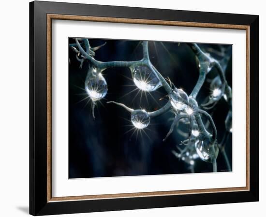 Waterdrops-null-Framed Photographic Print