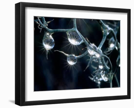 Waterdrops-null-Framed Photographic Print