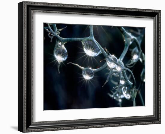Waterdrops-null-Framed Photographic Print