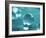 Waterdrops-null-Framed Photographic Print