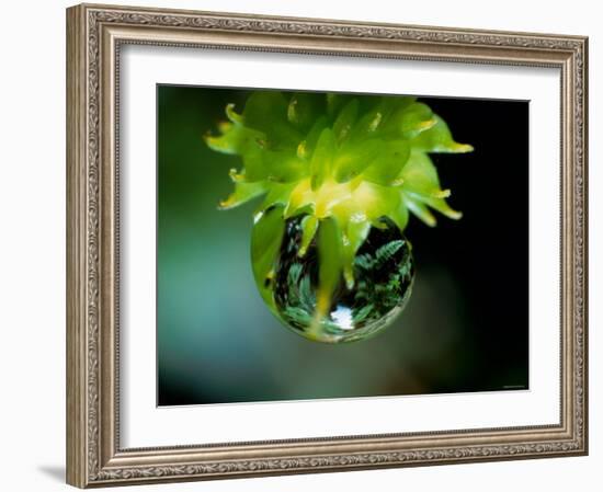 Waterdrops-null-Framed Photographic Print