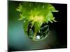Waterdrops-null-Mounted Photographic Print