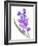 Watered Down Purp Pink-Jace Grey-Framed Art Print