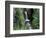 Waterfall and Lush Foliage, Mt. Rainier National Park, Washington, USA-Gavriel Jecan-Framed Photographic Print