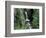 Waterfall and Lush Foliage, Mt. Rainier National Park, Washington, USA-Gavriel Jecan-Framed Photographic Print