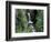 Waterfall and Lush Foliage, Mt. Rainier National Park, Washington, USA-Gavriel Jecan-Framed Photographic Print