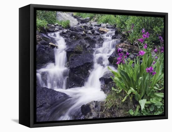 Waterfall and Wildflowers, Ouray, San Juan Mountains, Rocky Mountains, Colorado, USA-Rolf Nussbaumer-Framed Premier Image Canvas