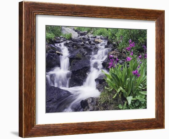 Waterfall and Wildflowers, Ouray, San Juan Mountains, Rocky Mountains, Colorado, USA-Rolf Nussbaumer-Framed Photographic Print