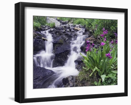 Waterfall and Wildflowers, Ouray, San Juan Mountains, Rocky Mountains, Colorado, USA-Rolf Nussbaumer-Framed Photographic Print